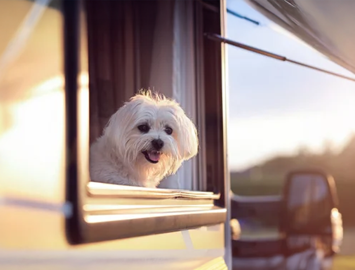 secure dogs